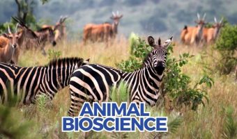 Animal Bioscience